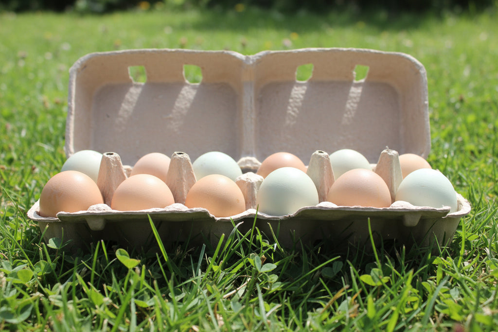 Farm Fresh Eggs, barnyard mix, fertile