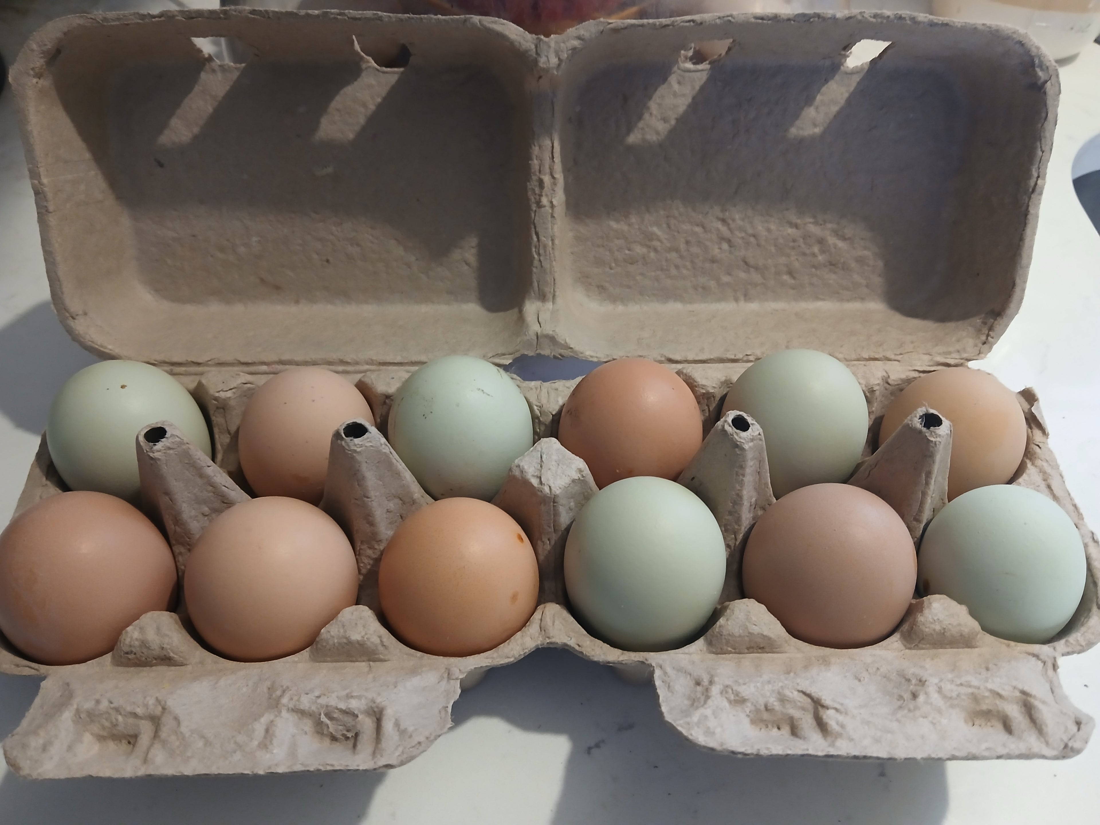 Farm Fresh Eggs, barnyard mix, fertile